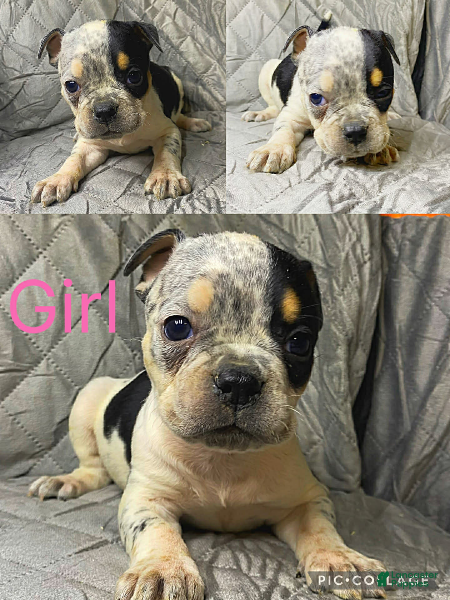 American Bully dogs American Bully Puppy 4 - Ad 29