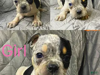 American Bully dogs American Bully Puppy 4 - Ad 29