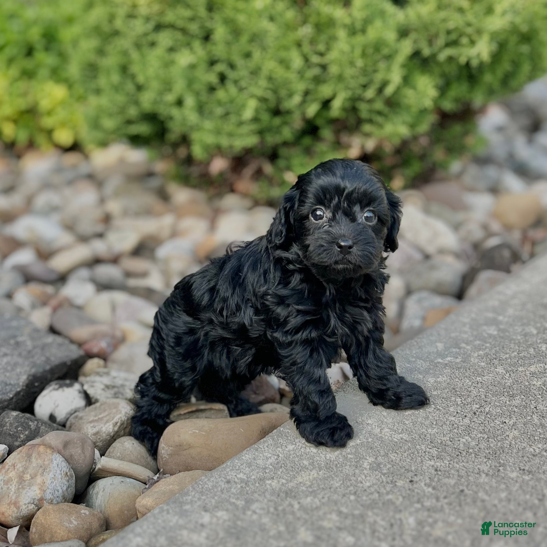 Cavapoo dogs Sweetheart - Ad 1