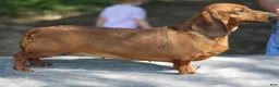 Dachshund dogs for sale: Black and Tan Dapple Piebald Male  - Ad 6