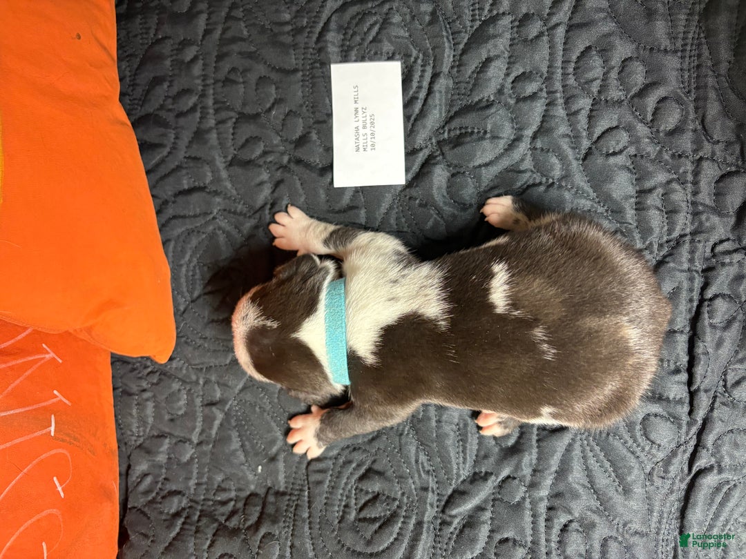 American Bully dogs for sale: Oreo - Ad 8