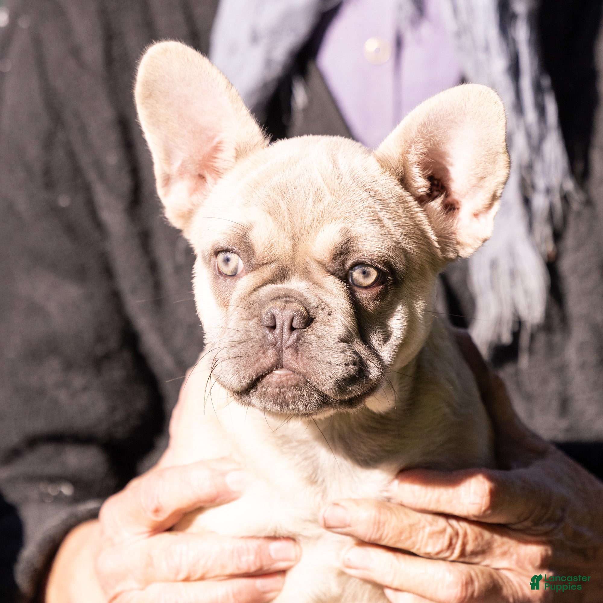 French Bulldog dogs MJ - Ad 1
