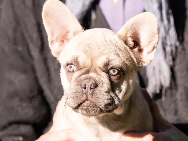 French Bulldog dogs MJ - Ad 1