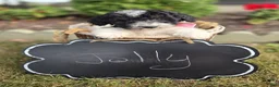 Mini Sheepadoodle dogs for sale: Jolly - Ad 4