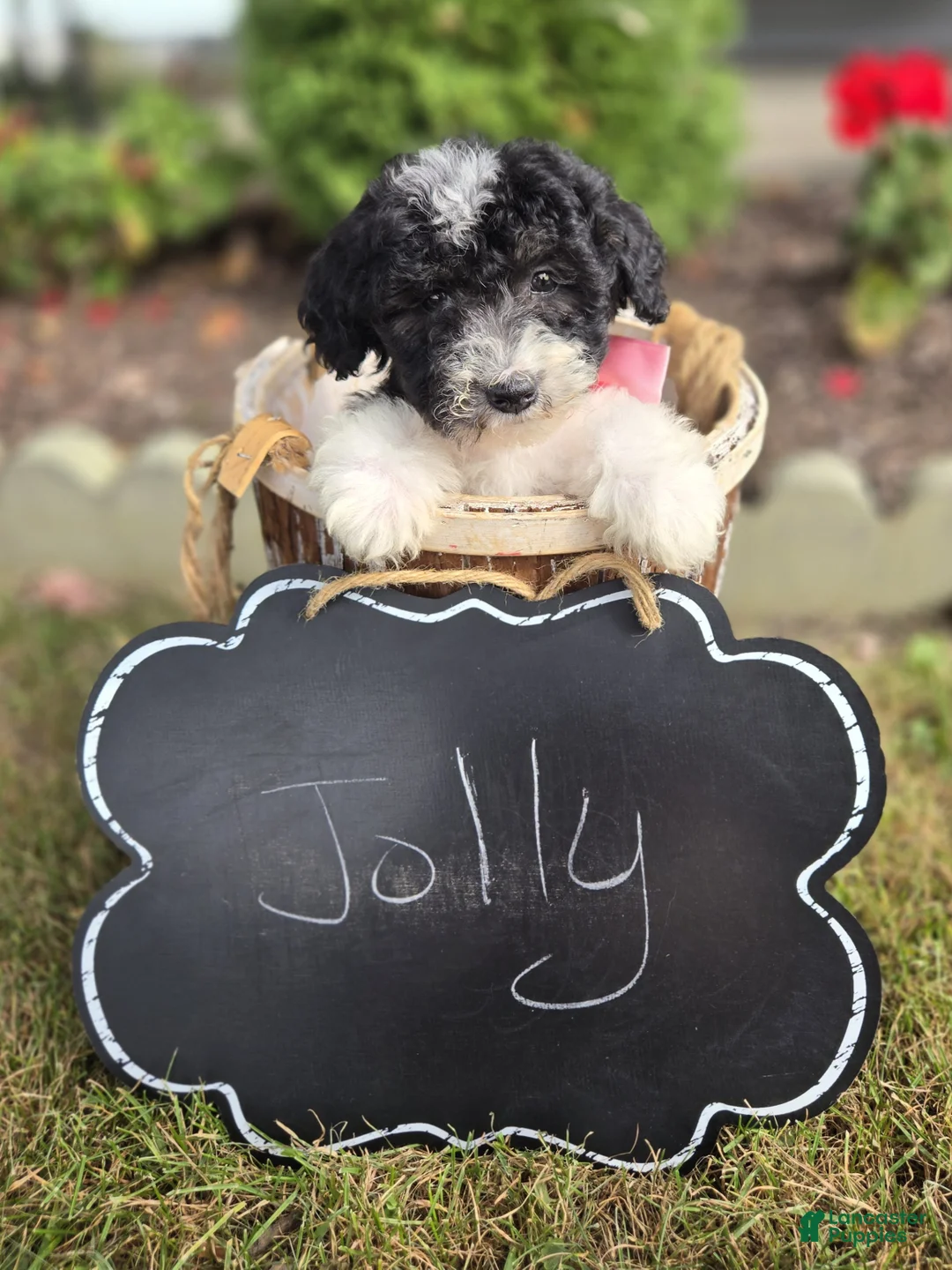 Mini Sheepadoodle dogs for sale: Jolly - Ad 4