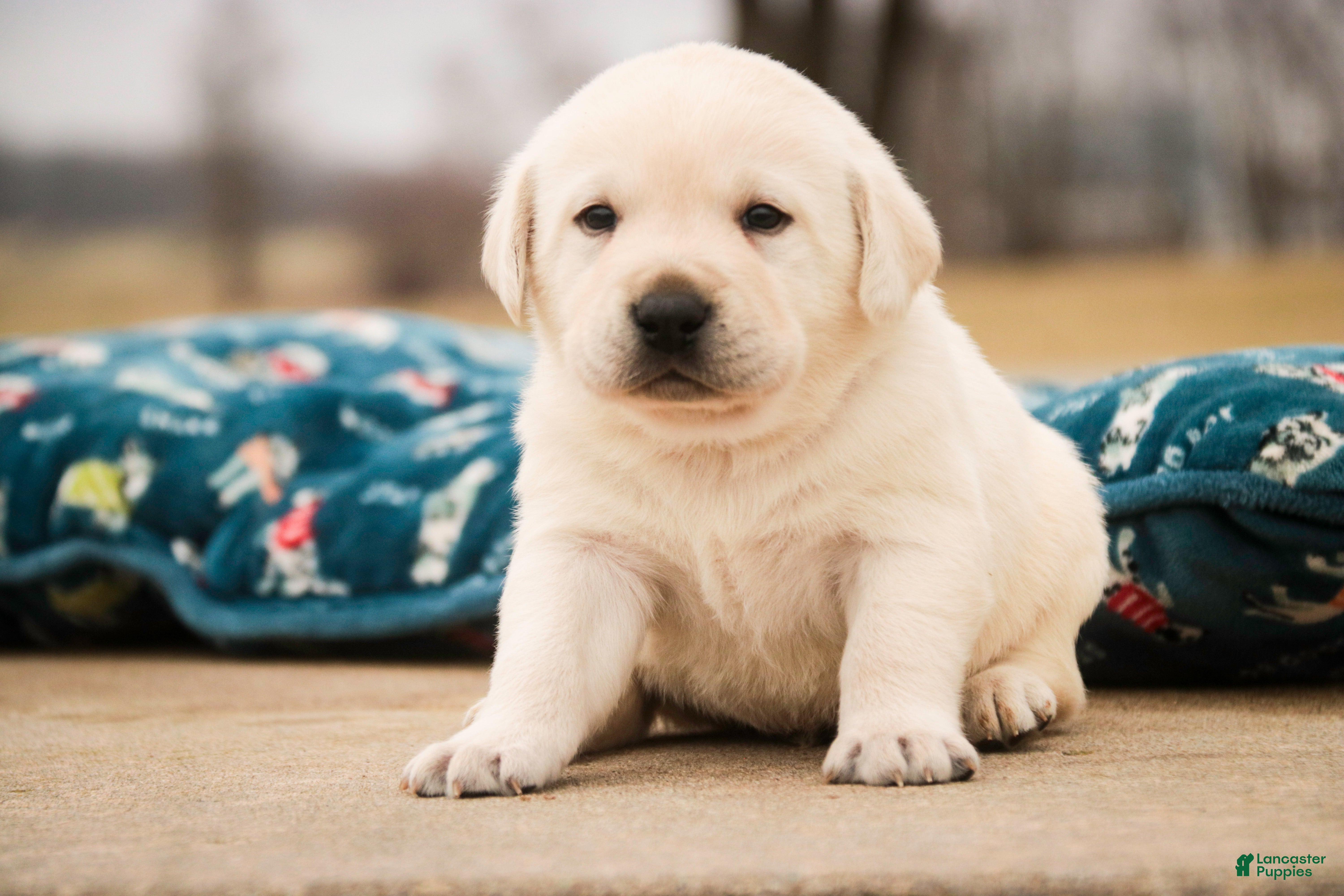 Labrador Retriever dogs Shawn - Ad 1