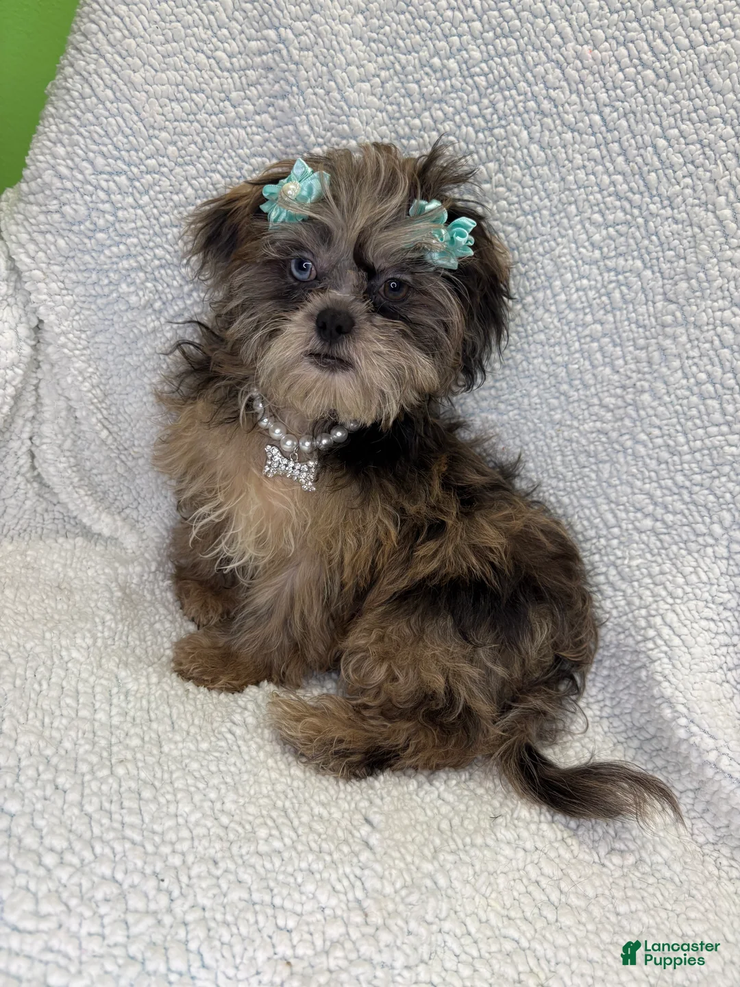 Shihpoo dogs for sale: Shihpoo 2 - Ad 4