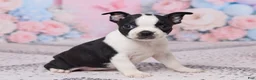 Boston Terrier dogs for sale: Hyacinth - Ad 4