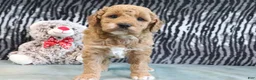 Mini Goldendoodle dogs for sale: Cliff - Ad 7