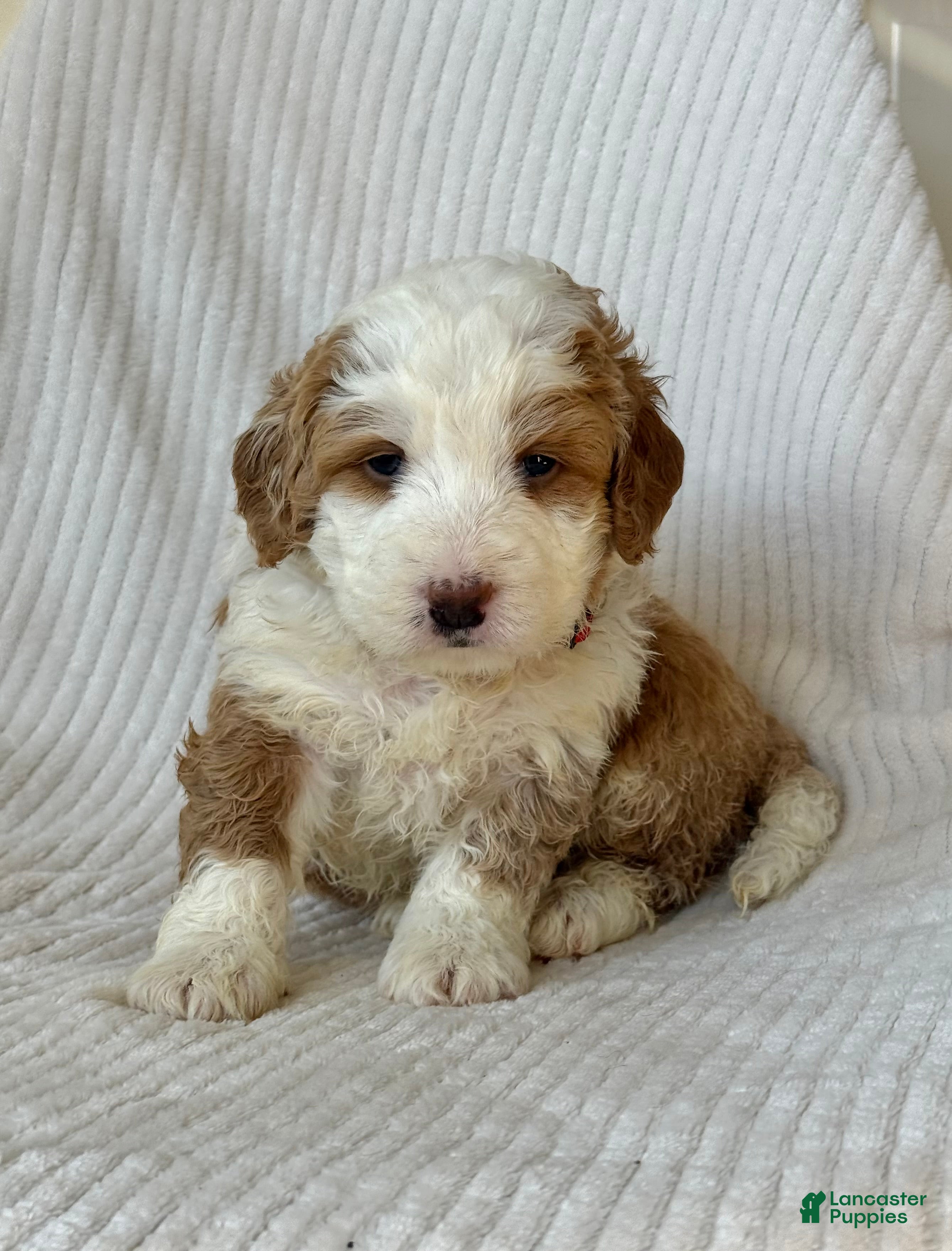 Mini Bernedoodle dogs Poppy - Ad 16