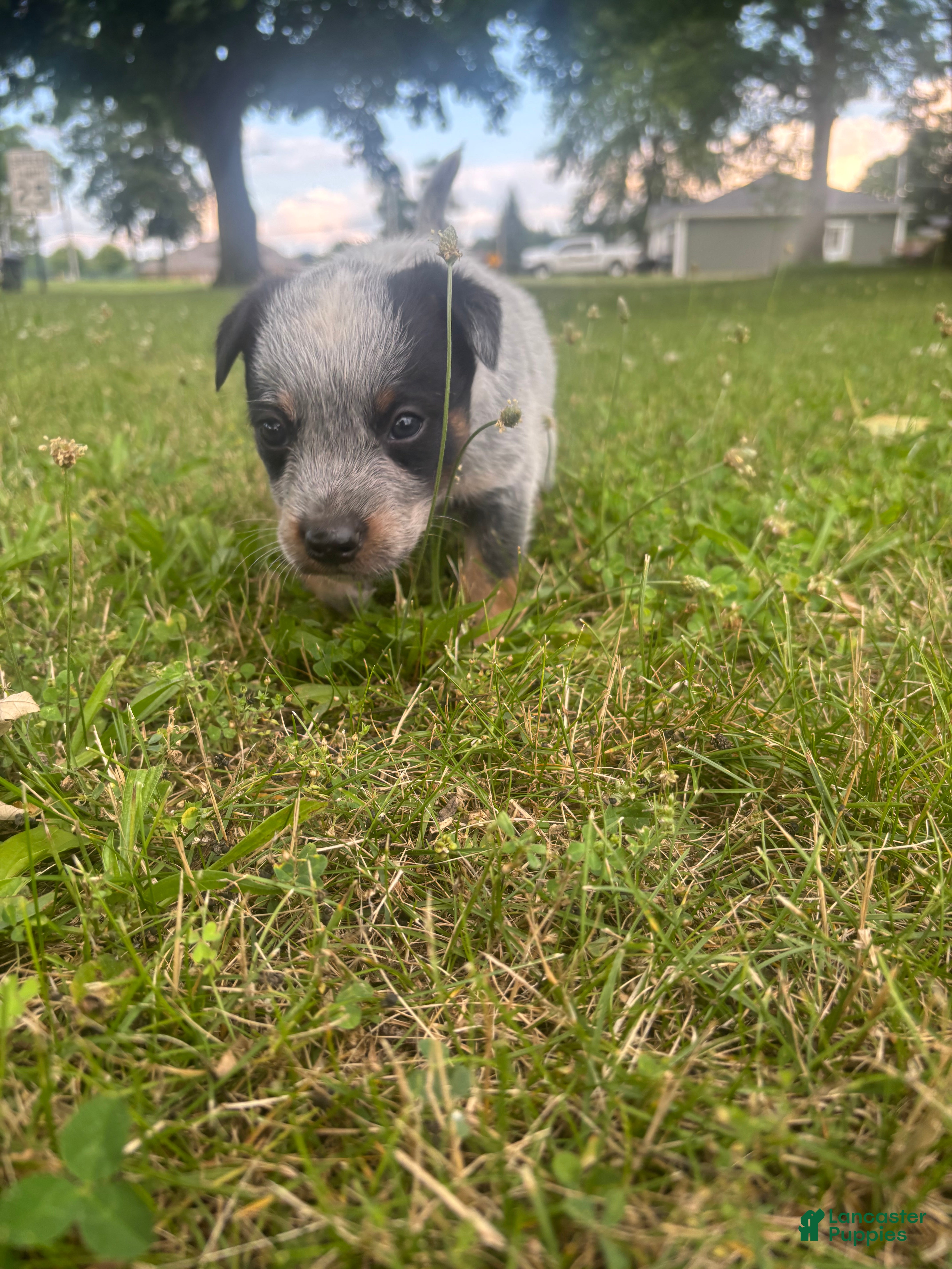 Australian Cattle Dog dogs Pickles - Ad 2