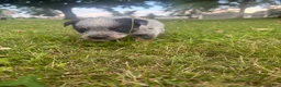 Australian Cattle Dog dogs for sale: Pickles - Ad 2