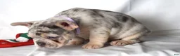French Bulldog dogs for sale: Thea - Ad 16