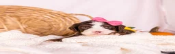 Bernedoodle dogs for sale: Happy - Ad 1