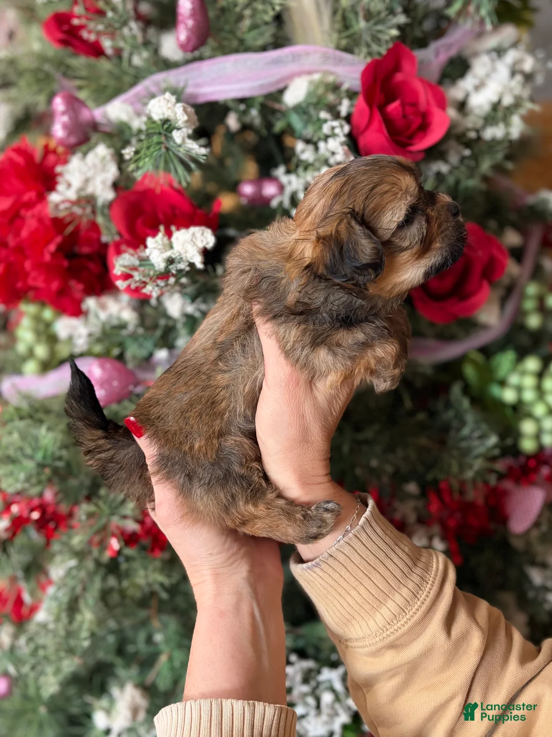 Malshi dogs for sale: Malshi Puppy 3 - Ad 7