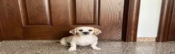 Lhasa Apso dogs for sale: Teddy - Ad 5