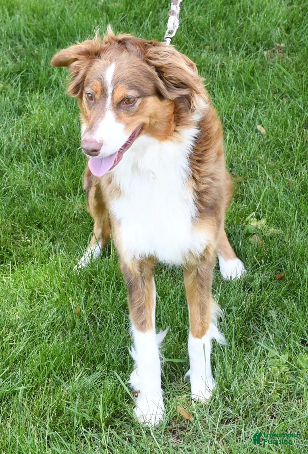 Australian Shepherd dogs for sale: Fluffy - Ad 10