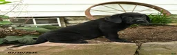 Labrador Retriever dogs for sale: Explorer - Ad 4