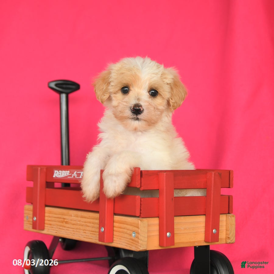 Maltipoo dogs Oliver - Ad 1