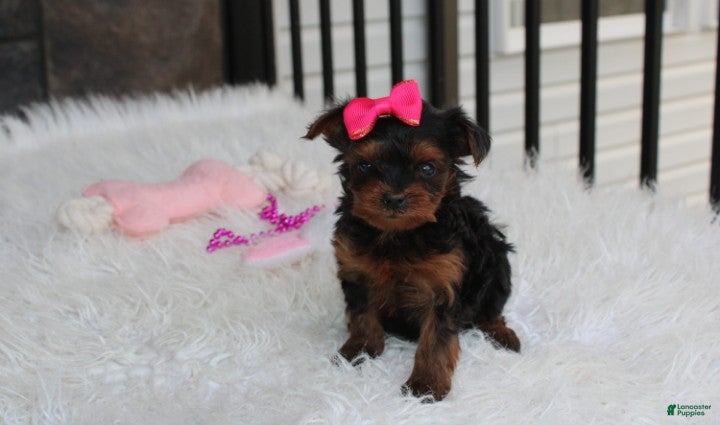 Yorkiepoo dogs Ella  - Ad 1