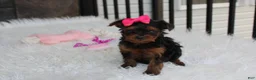 Yorkiepoo dogs for sale: Ella  - Ad 8