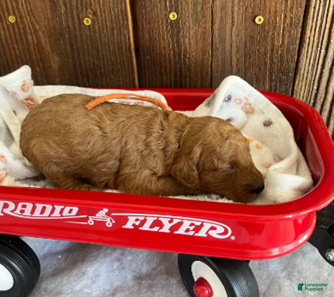 Mini Goldendoodle dogs for sale: Marmalade - Ad 2