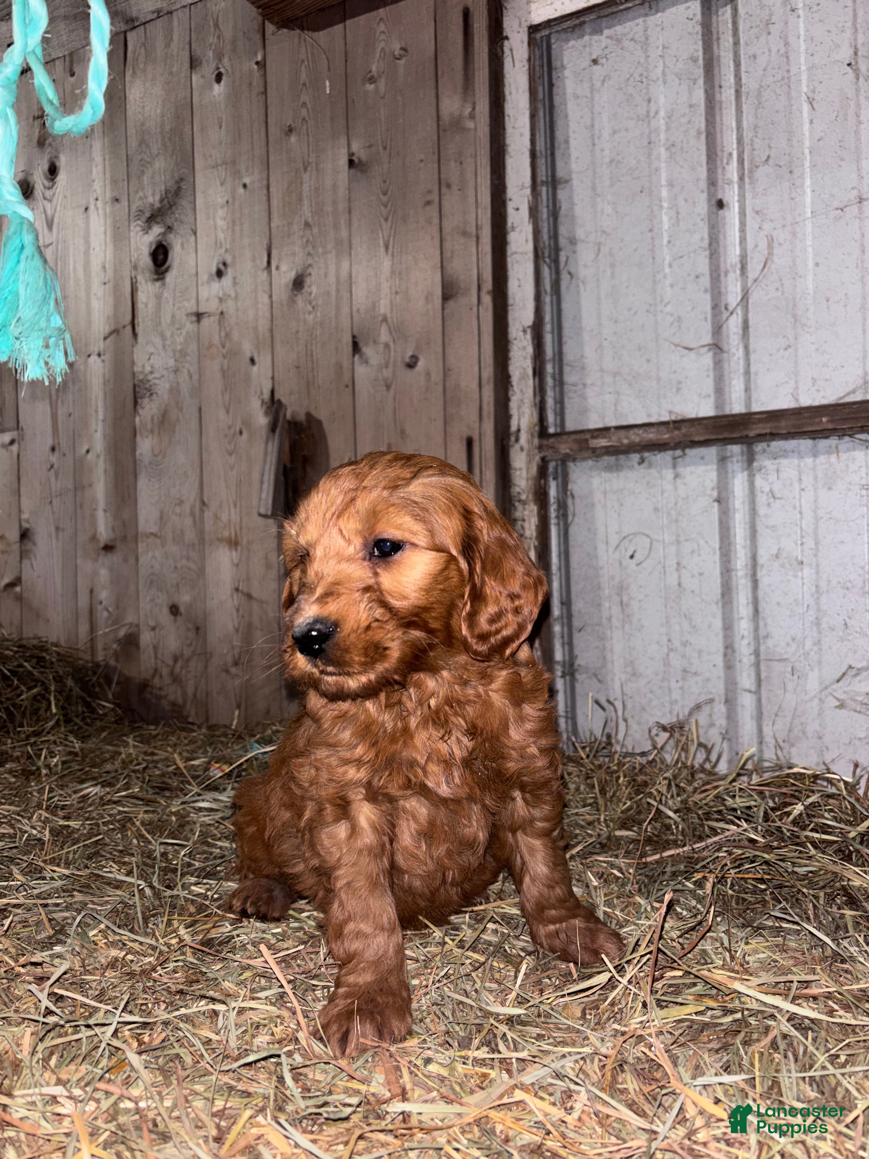 Goldendoodle dogs Goldendoodle Puppy 5 - Ad 18