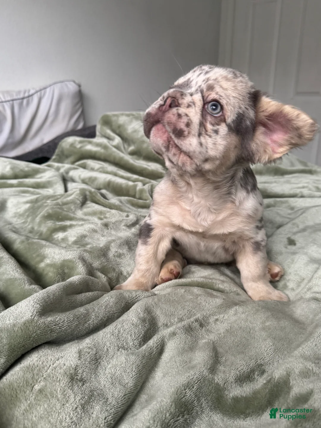 French Bulldog dogs for sale: Big Rope Lilac tan Merle Fluffy Male  - Ad 2