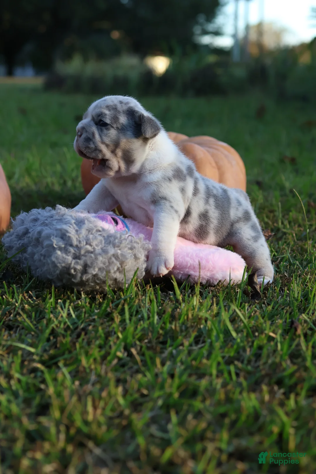 English Bulldog dogs for sale: Betty - Ad 2