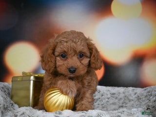Cavapoo dogs Coco - Ad 41