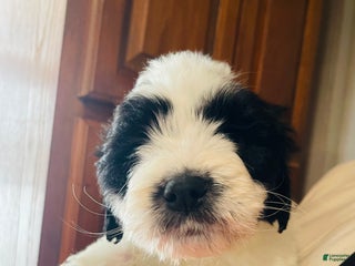 Mixed Breed dogs River - Ad 38