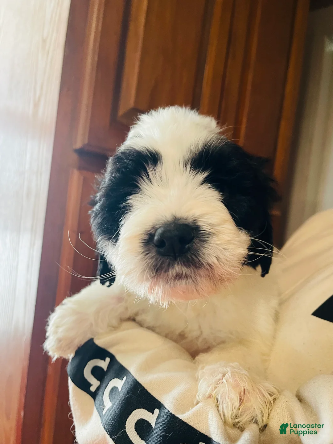 Mixed Breed dogs for sale: River - Ad 1