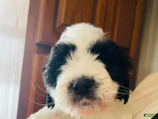 Mixed Breed dogs River - Ad 34