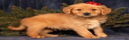 Golden Retriever dogs for sale: Dash - Ad 3