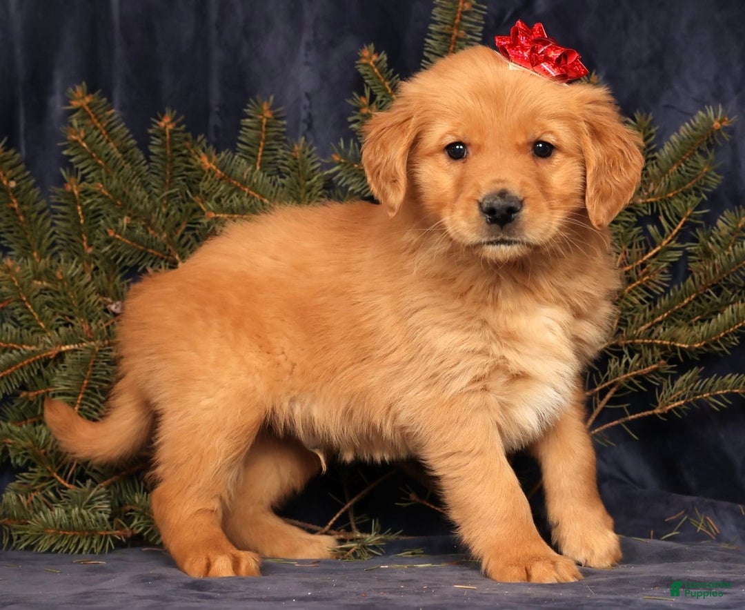 Golden Retriever dogs for sale: Dash - Ad 3