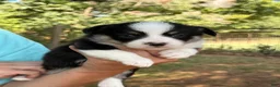 Mixed Breed dogs for sale: Black Girl 1 - Ad 6