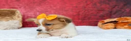 Welsh Corgi Pembroke dogs for sale: Audrey🦴  - Ad 8