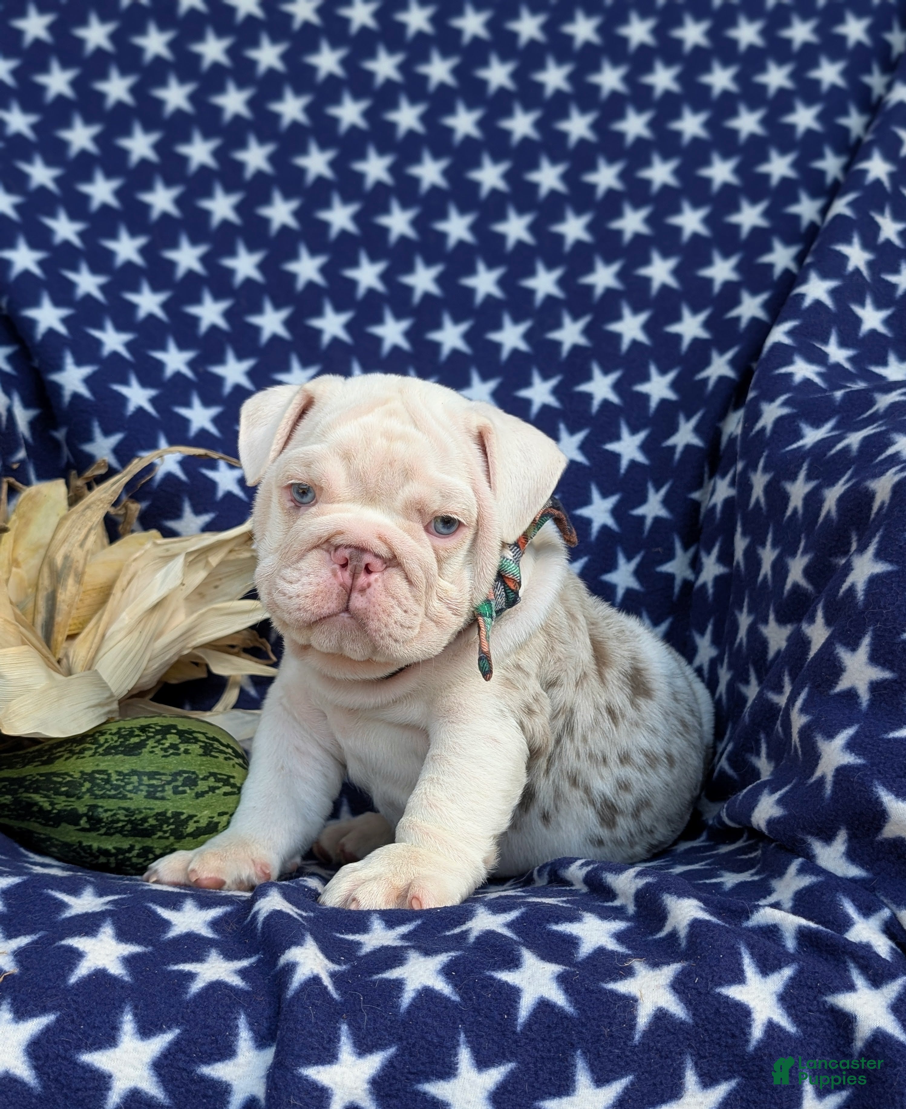 English Bulldog dogs for sale: Dunleigh - Ad 2