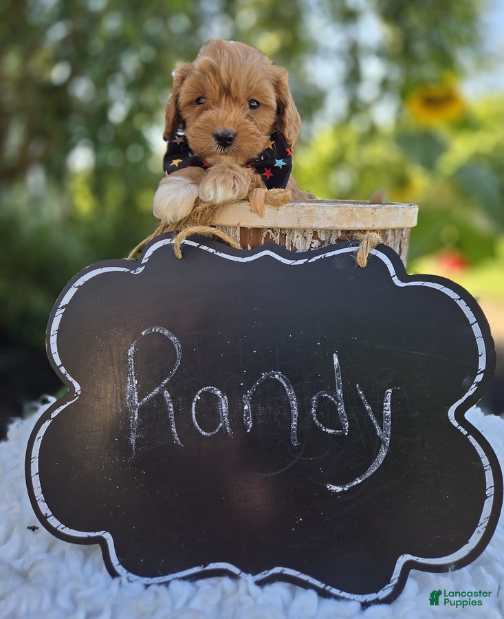 Cavapoo dogs Randy - Ad 2