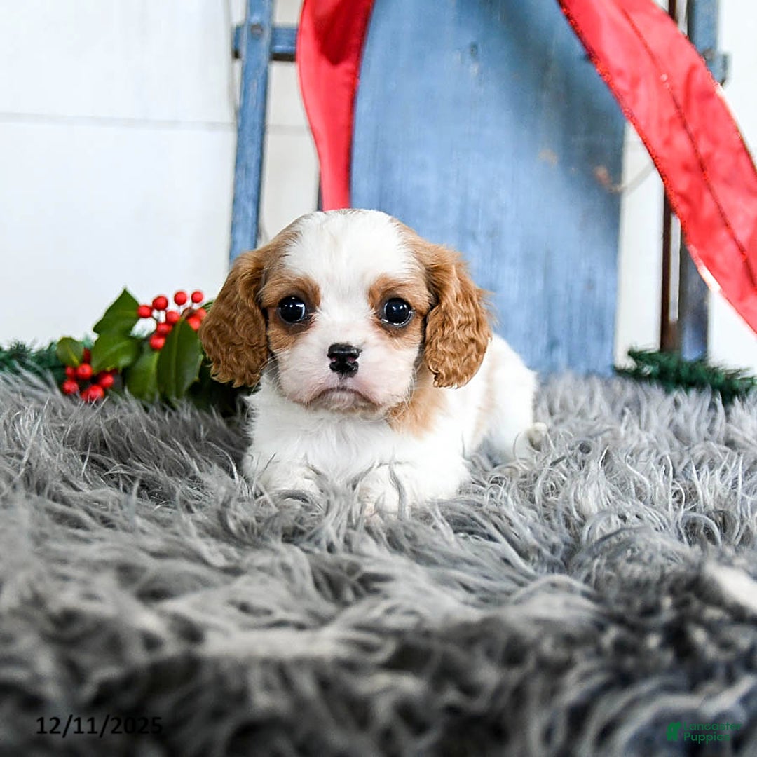 Cavalier King Charles Spaniel dogs for sale: Jet - Ad 1