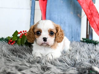 Cavalier King Charles Spaniel dogs Jet - Ad 7