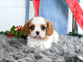 Cavalier King Charles Spaniel dogs Jet - Ad 7