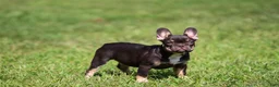 French Bulldog dogs for sale: French Bulldog 3 - Ad 3