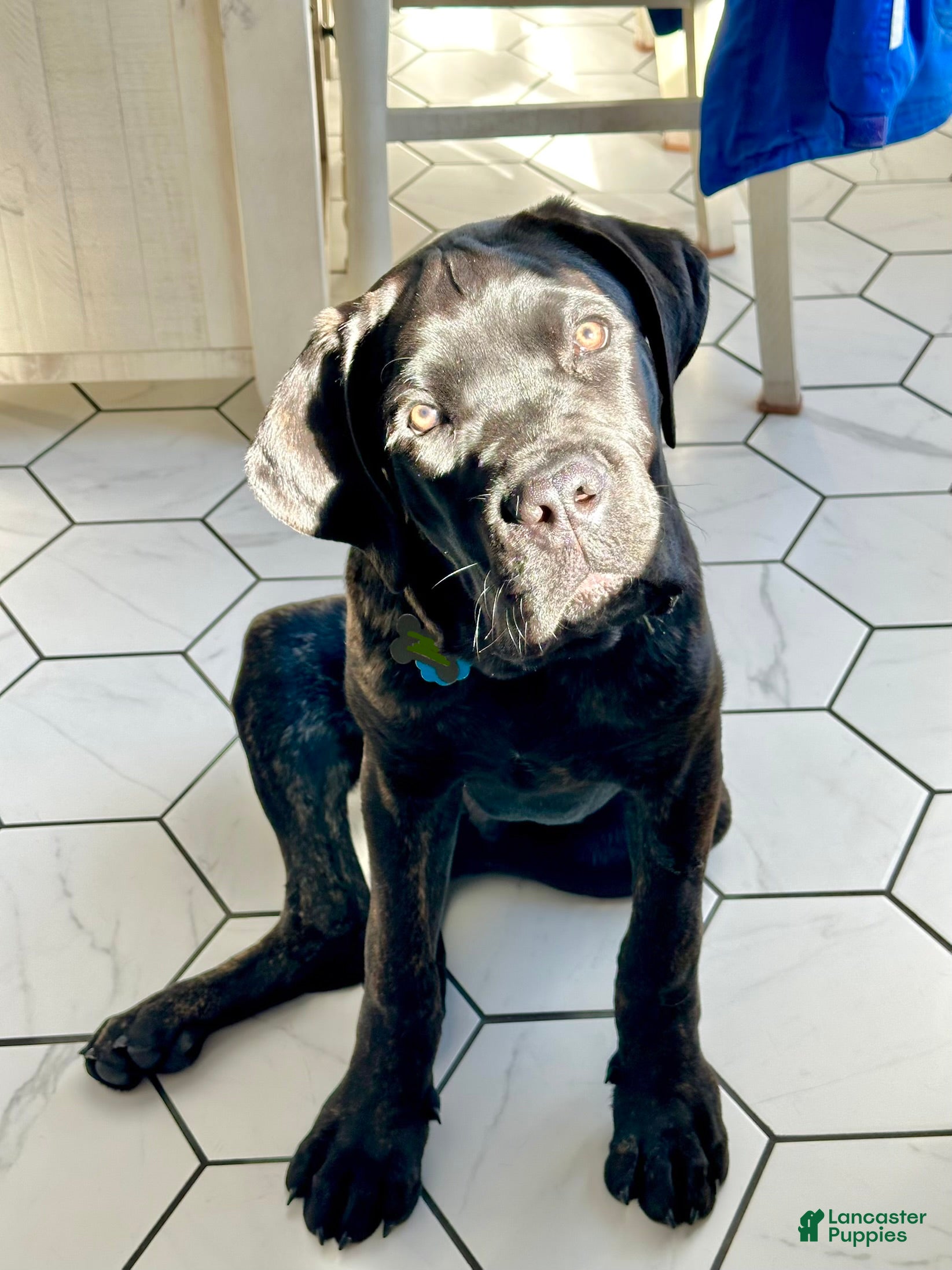 Cane Corso dogs Cane Corso Puppy 1 - Ad 6
