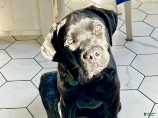 Cane Corso dogs Cane Corso Puppy 1 - Ad 6