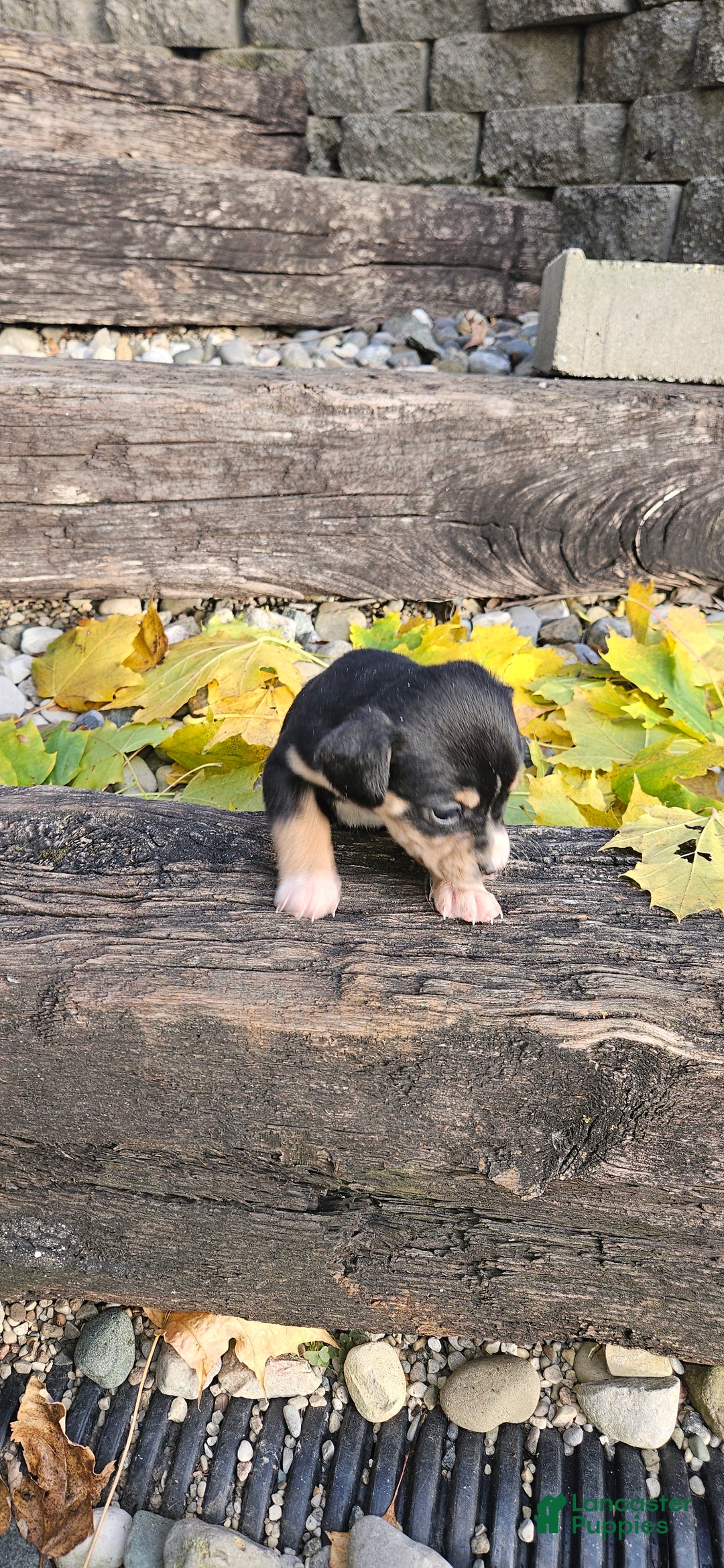 Mixed Breed dogs for sale: Luna - Ad 3