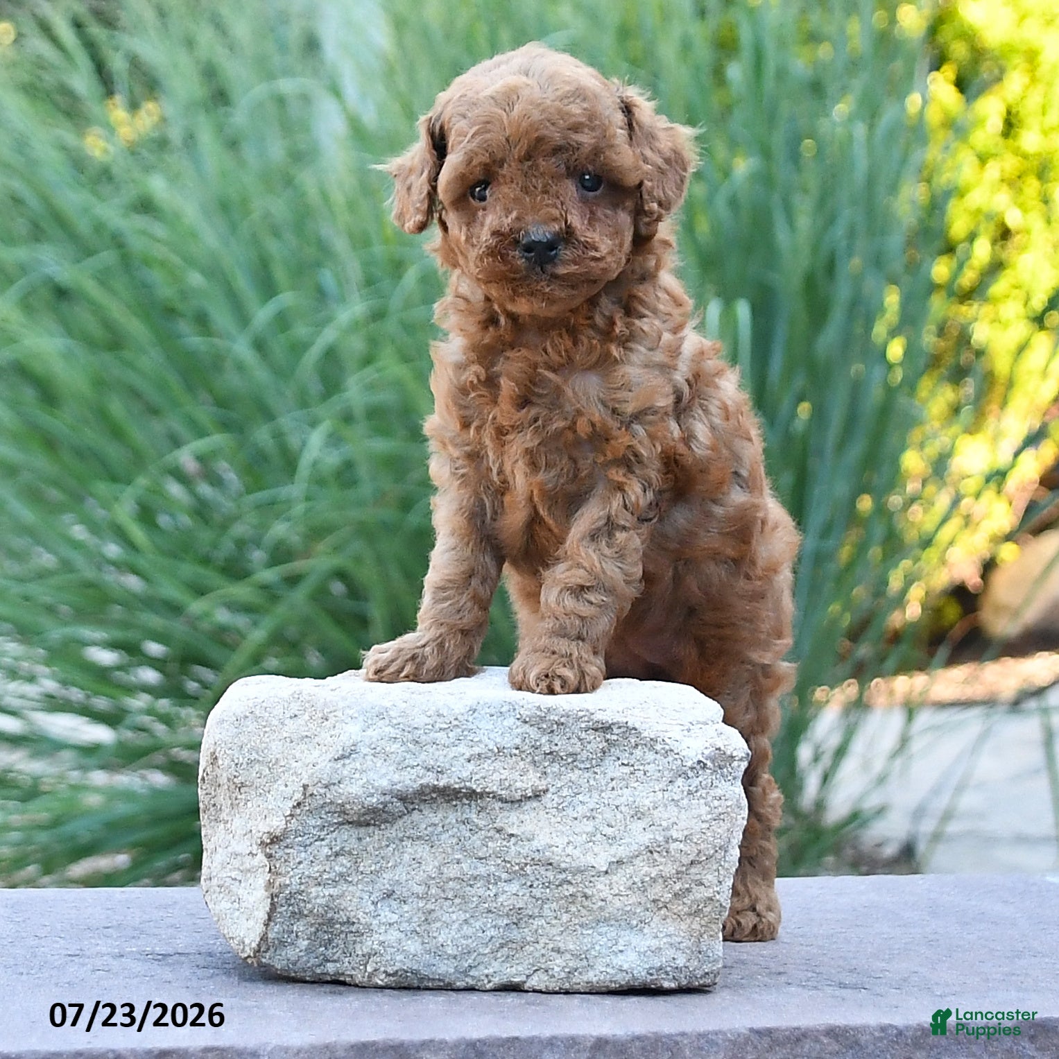 Toy Poodle dogs Tiny Kerrie - Ad 1
