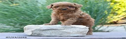 Toy Poodle dogs for sale: Tiny Kerrie - Ad 4