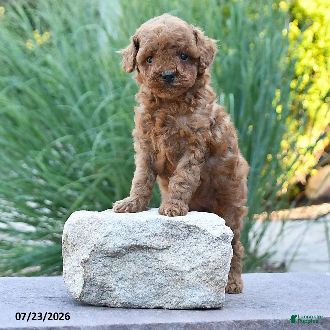 Toy Poodle dogs for sale: Tiny Kerrie - Ad 1