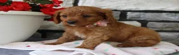 Cavapoo dogs for sale: Sierra - Ad 4